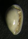 Granulina tenuilabiata